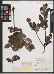 Foto von Salix phylicifolia L.